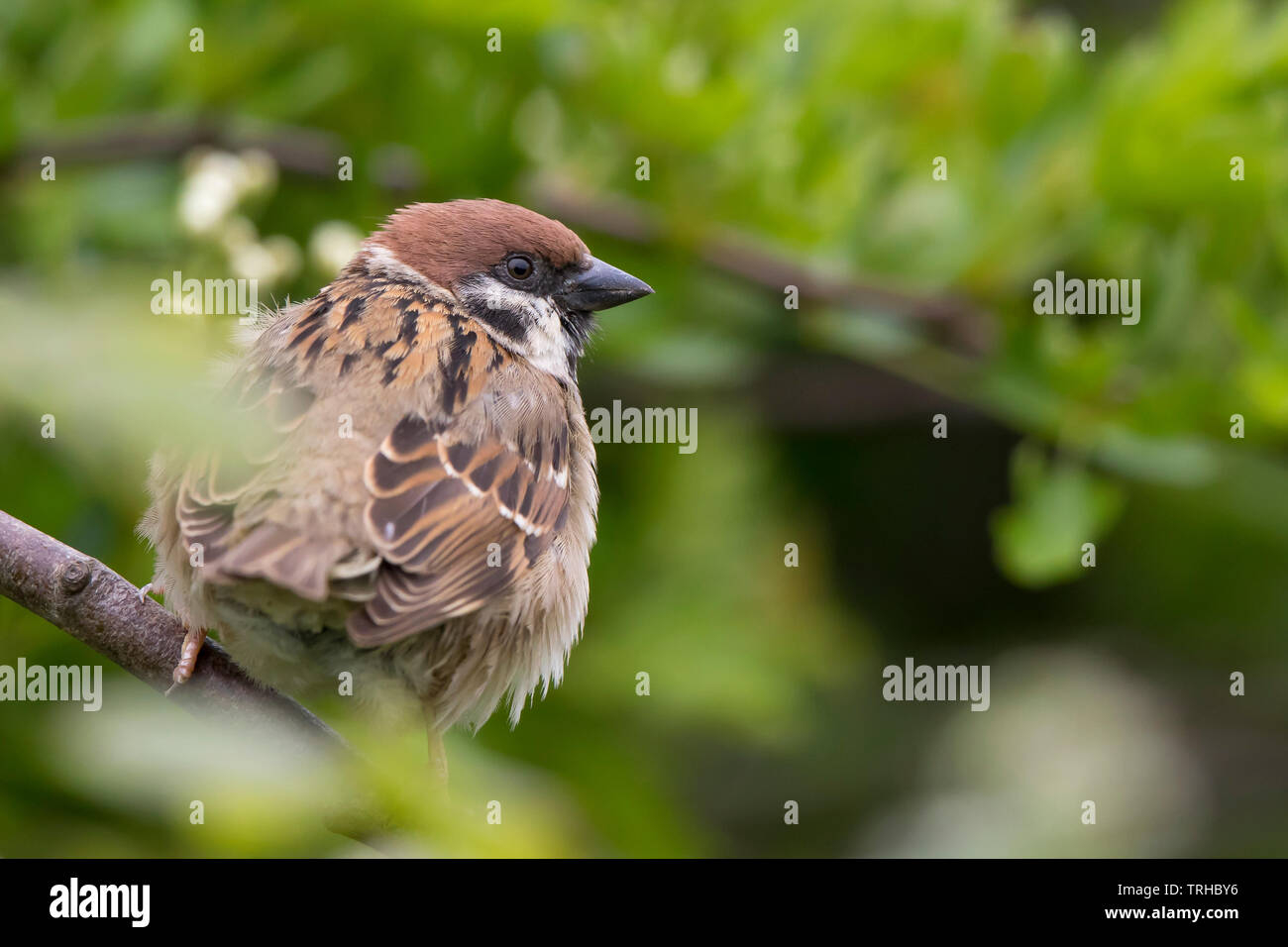 Uk Sparrows Stock Photos & Uk Sparrows Stock Images Alamy