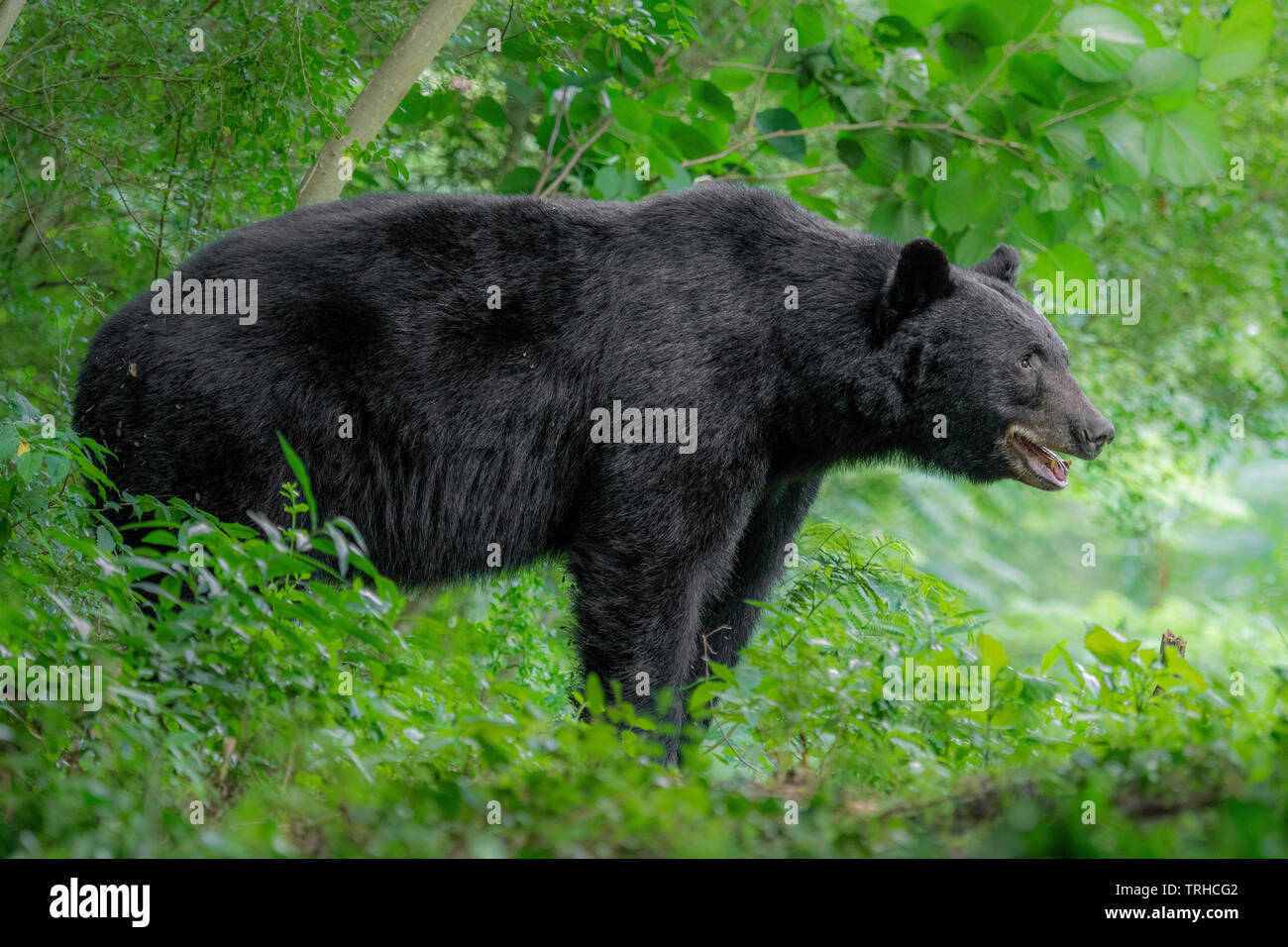 American Black Bear (Ursus americanus), Woodland, Eastern United States, by Bill Lea/Dembinsky Photo Assoc Stock Photo