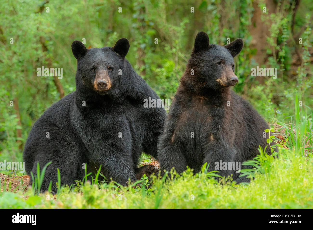 Pair of American Black Bears (Ursus americanus), Woodland, Eastern United States, by Bill Lea/Dembinsky Photo Assoc Stock Photo
