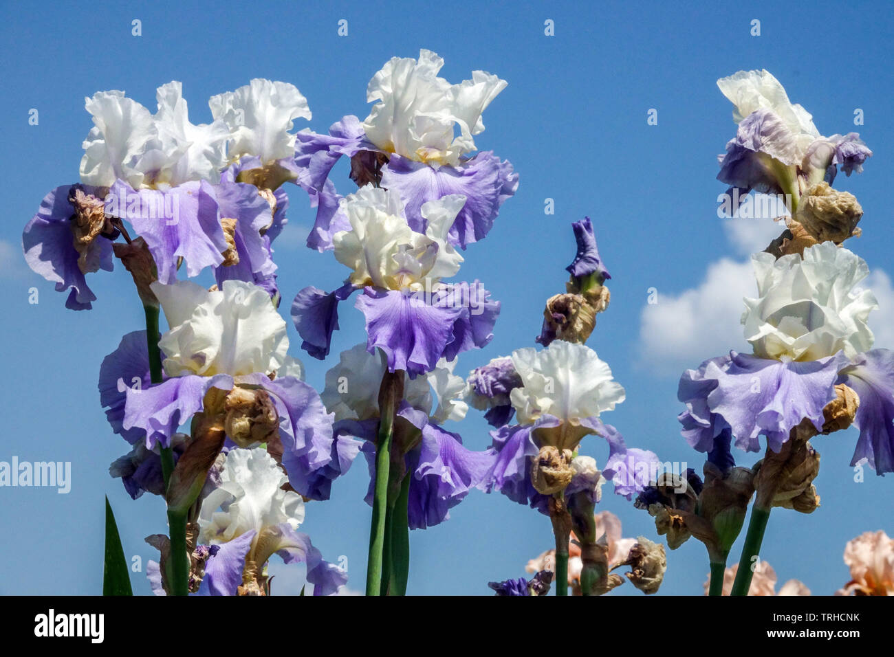 White blue flowers with blue sky, irises Stock Photo