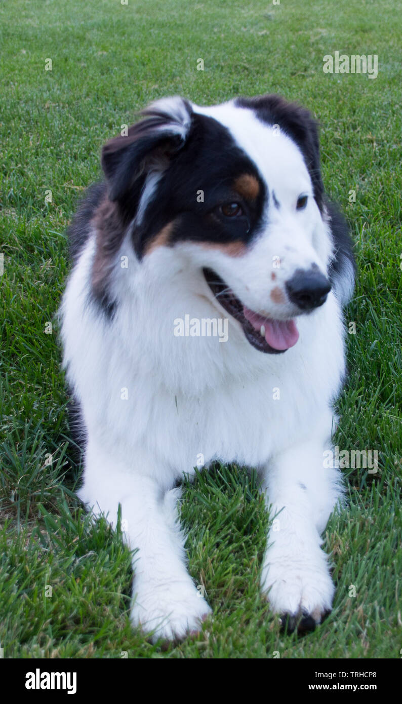 A Happy Standard Aussie Stock Photo