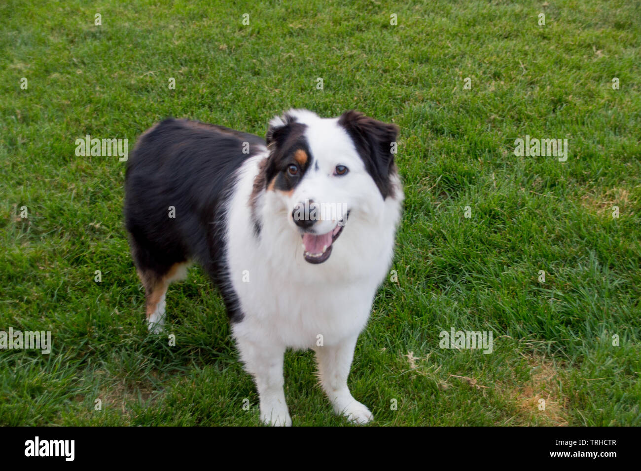 Austrialian Shepard Poses for photo shoot Stock Photo - Alamy