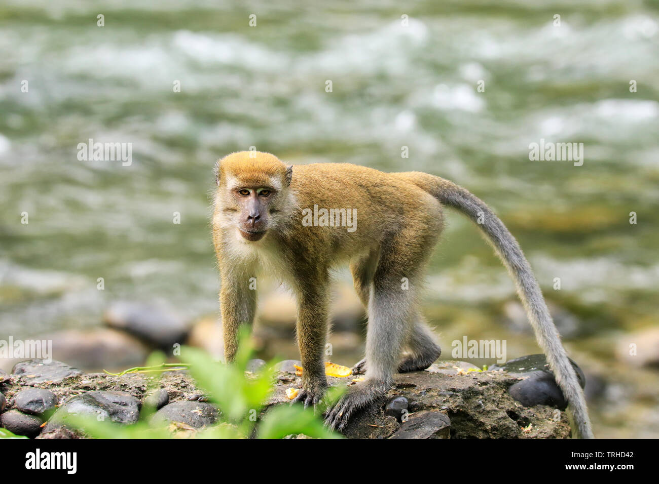 Crab-eating macaque (Macaca fascicularis) walking by the river in Bukit Lawang, Sumatra, Indonesia. This macaque is native to Southeast Asia. Stock Photo
