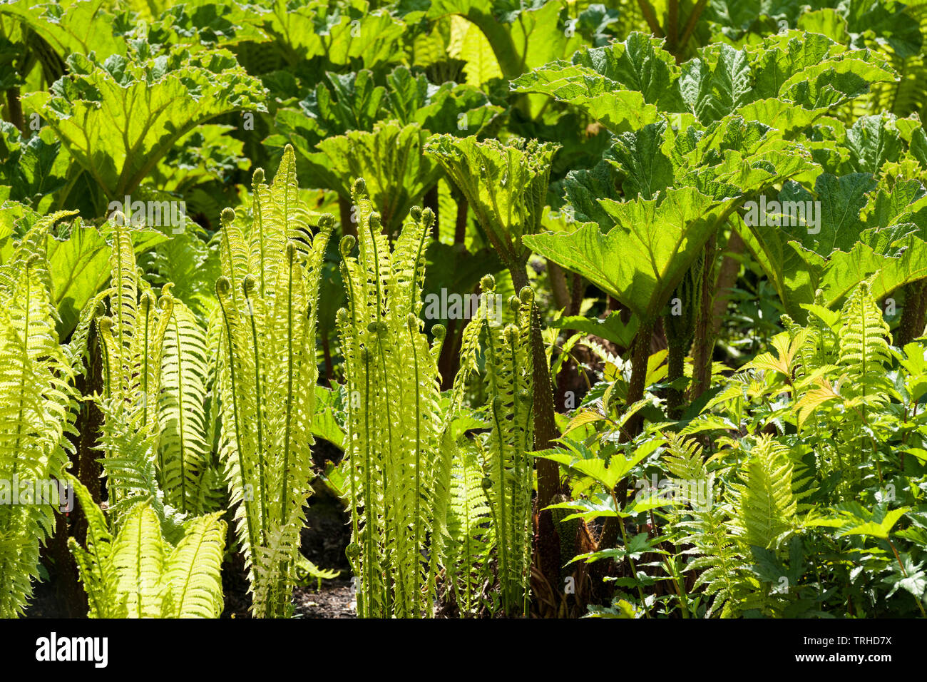 image of backlit ferns and gunneras Stock Photo