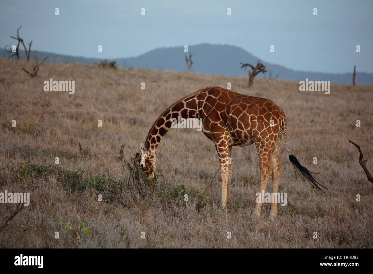 Somali Giraffe, Reticulated, Lewa Game Sanctuary, N. Kenya, E. Africa,  by Dembinsky Photo Associates Stock Photo