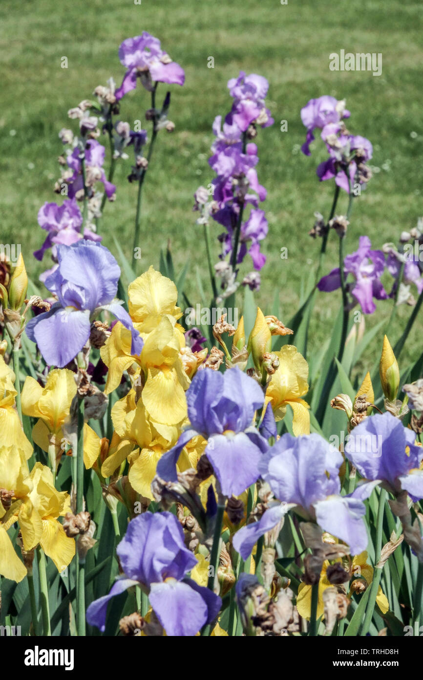 Blue yellow perennial flowers in garden, Tall bearded mixed Irises in flower bed Stock Photo