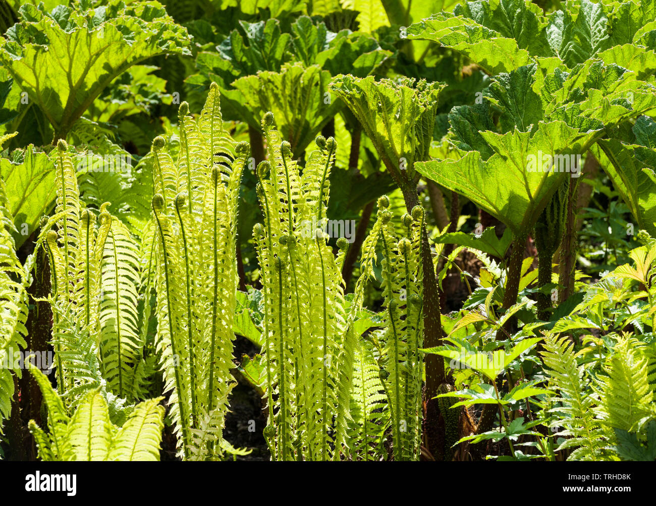 image of backlit ferns and gunneras Stock Photo