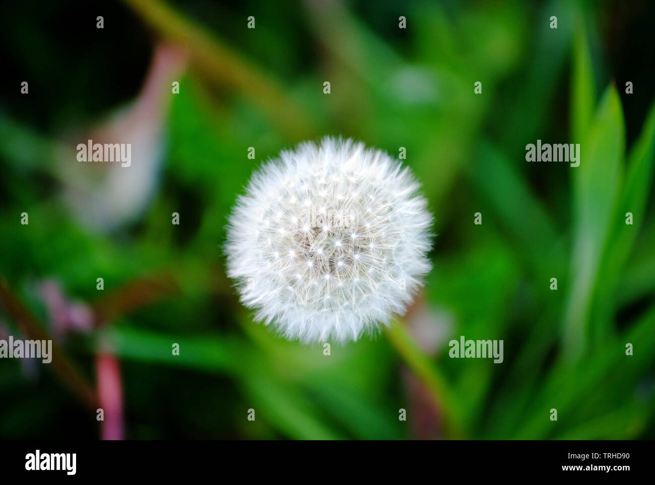 Dandelion flower seed hi-res stock photography and images - Alamy