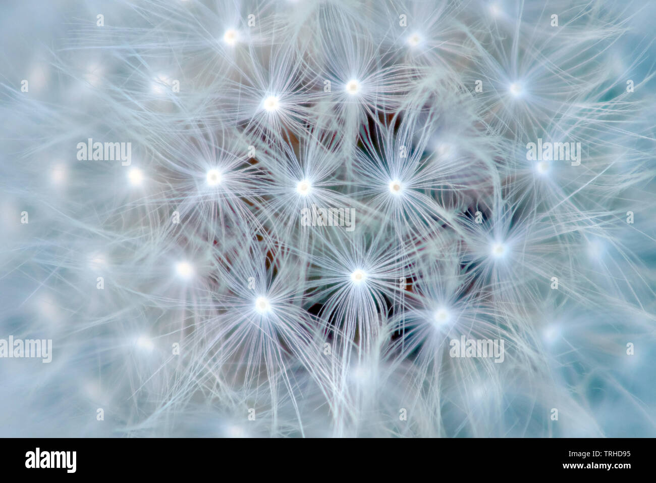 Close up of a dandelion seed head Stock Photo