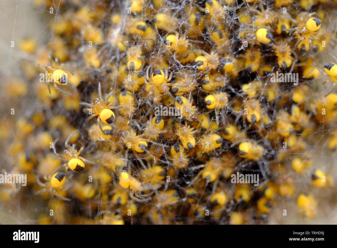 Baby Garden spiders, Araneus diadematus or cross orbweaver Stock Photo