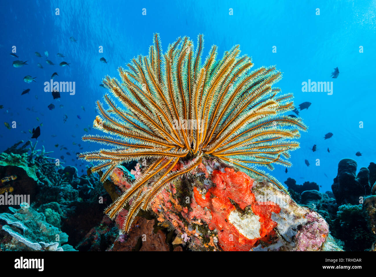 Bushy Feather Star in Coral Reef, Comaster schlegeli, Tufi, Solomon Sea, Papua New Guinea Stock Photo