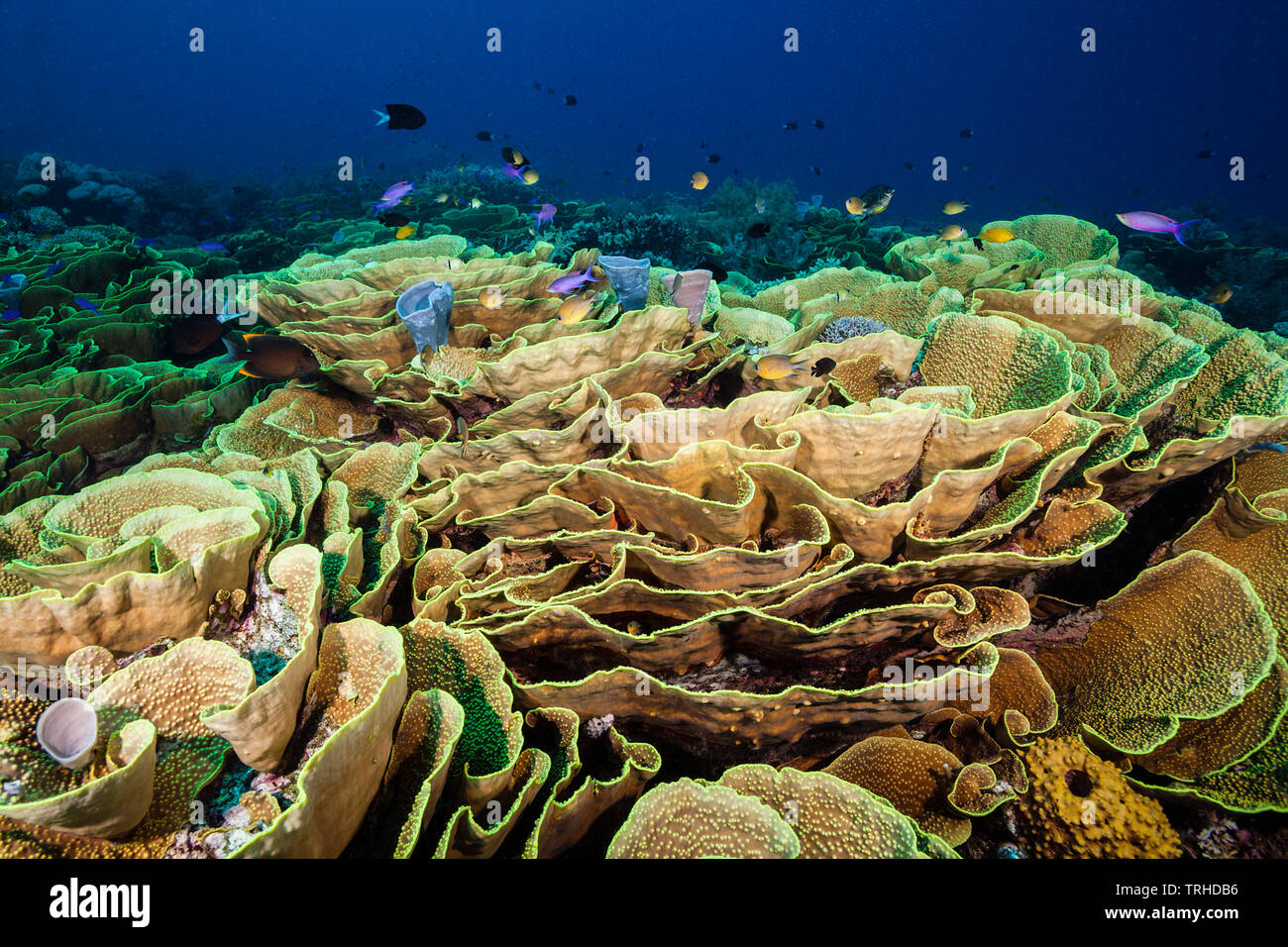 Reef of Lettuce Coral, Turbinaria mesenterina, Tufi, Solomon Sea, Papua New Guinea Stock Photo