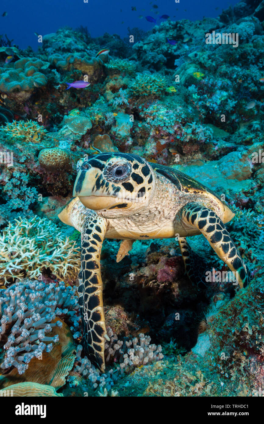 Hawksbill Sea Turtle, Eretmochelys imbricata, Tufi, Solomon Sea, Papua New Guinea Stock Photo