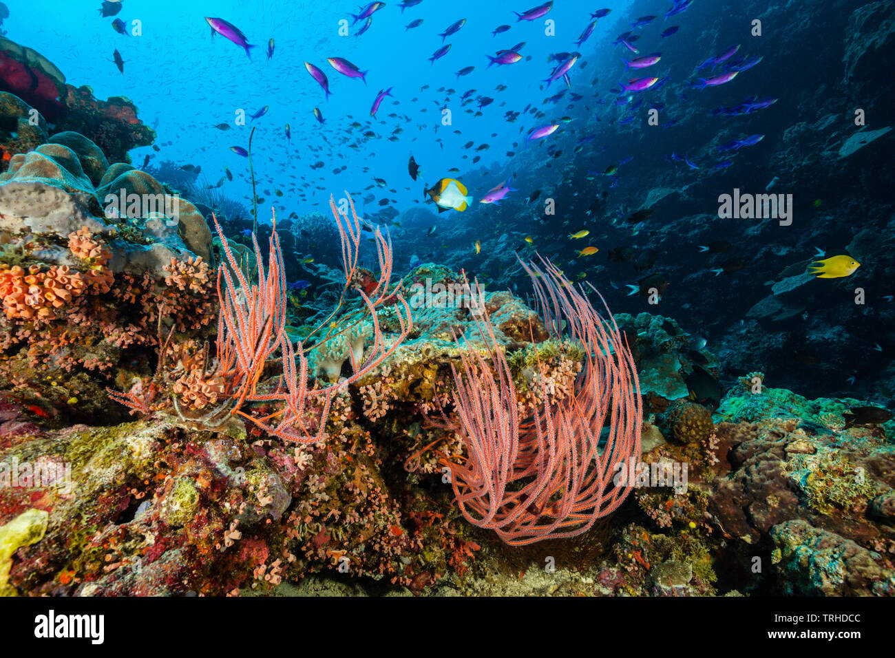Whip Corals in Coral Reef, Ellisella ceratophyta, Tufi, Solomon Sea, Papua New Guinea Stock Photo