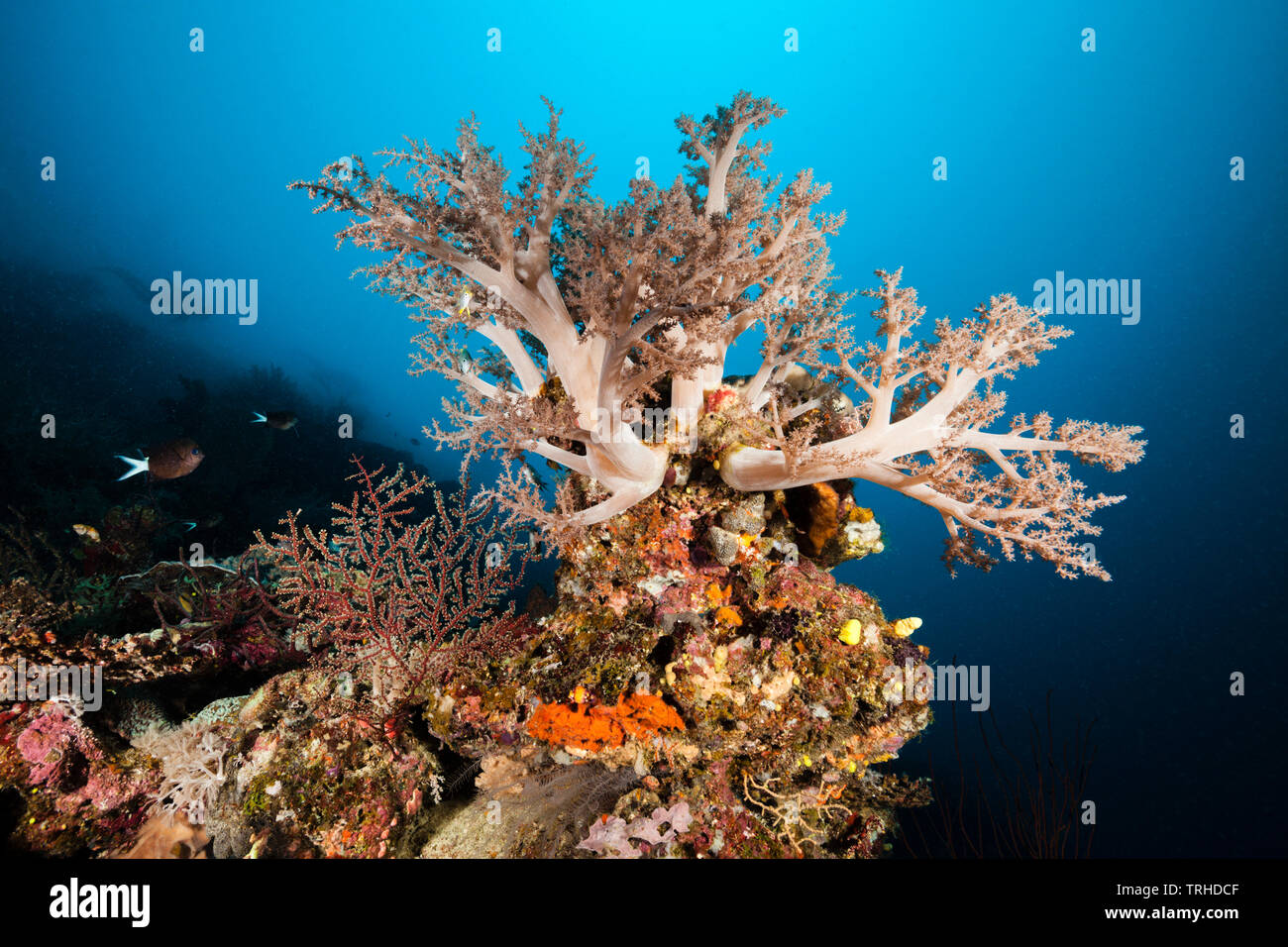 Broccoli Soft Coral on Coral Reef, Litophyton arboreum, Tufi, Solomon Sea, Papua New Guinea Stock Photo
