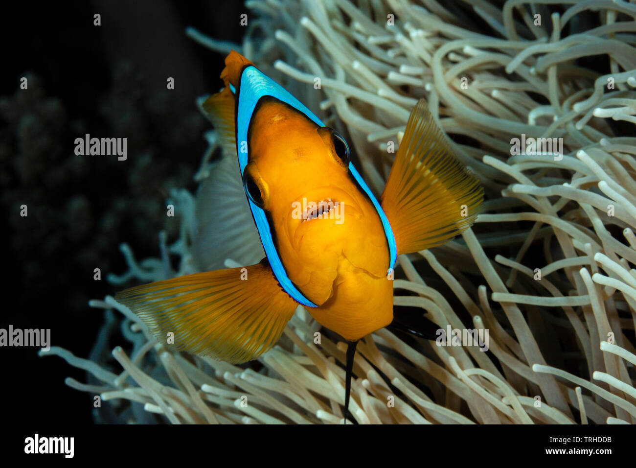 Orange-fin Anemonefish, Amphiprion chrysopterus, Tufi, Solomon Sea, Papua New Guinea Stock Photo