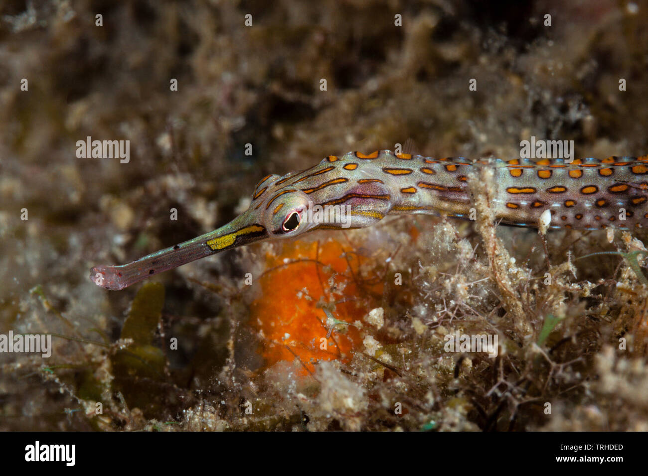 Ocellated Pipefish, Corythoichthys ocellatus, Tufi, Solomon Sea, Papua New Guinea Stock Photo