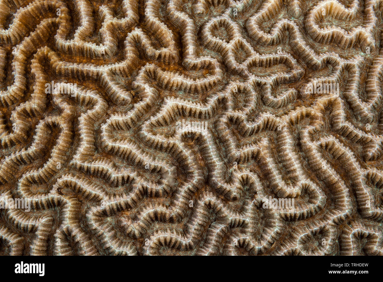 Polyps of Brain Coral, Platygyra sp., Tufi, Solomon Sea, Papua New Guinea Stock Photo