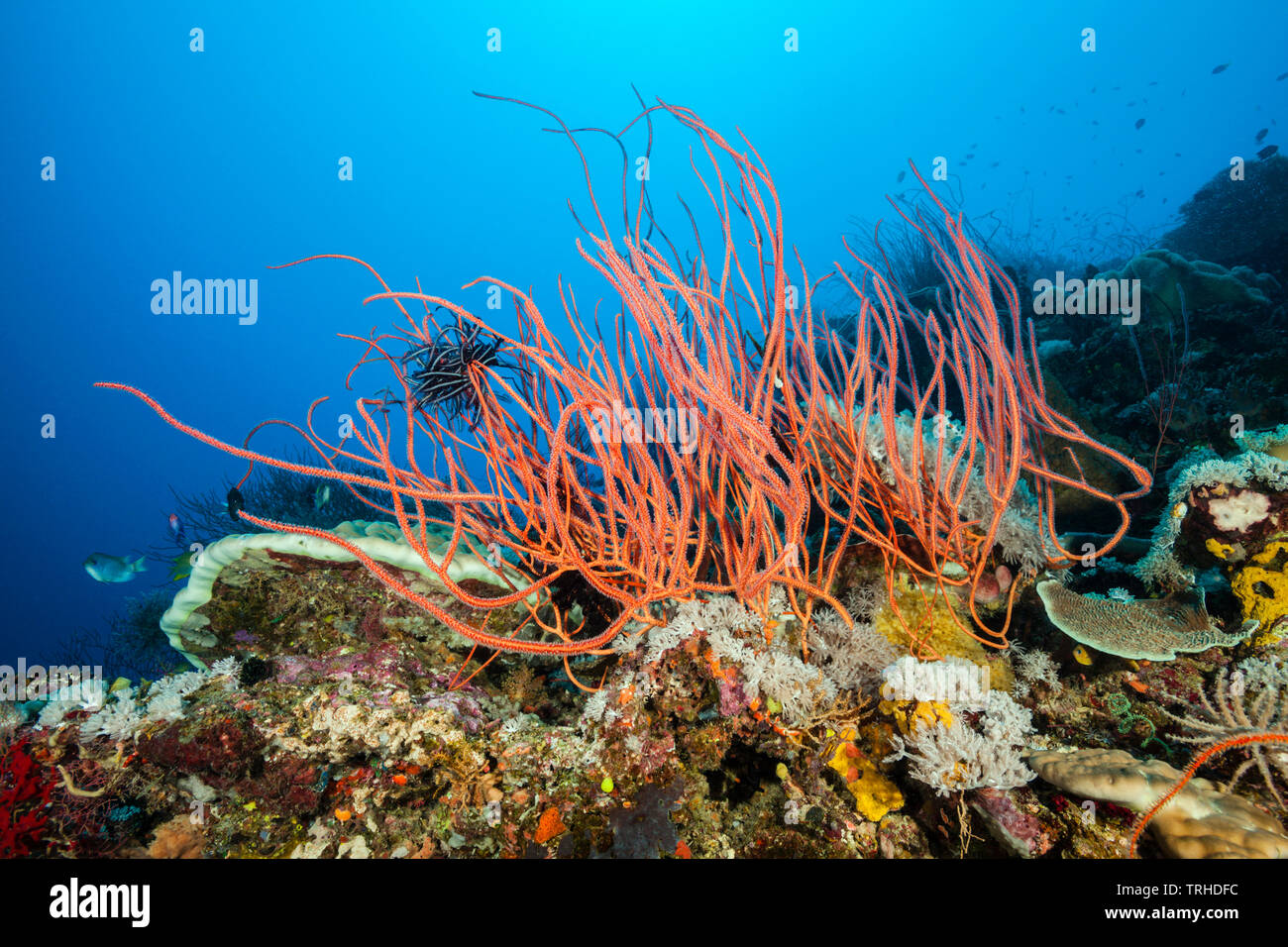 Whip Corals in Coral Reef, Ellisella ceratophyta, Tufi, Solomon Sea, Papua New Guinea Stock Photo