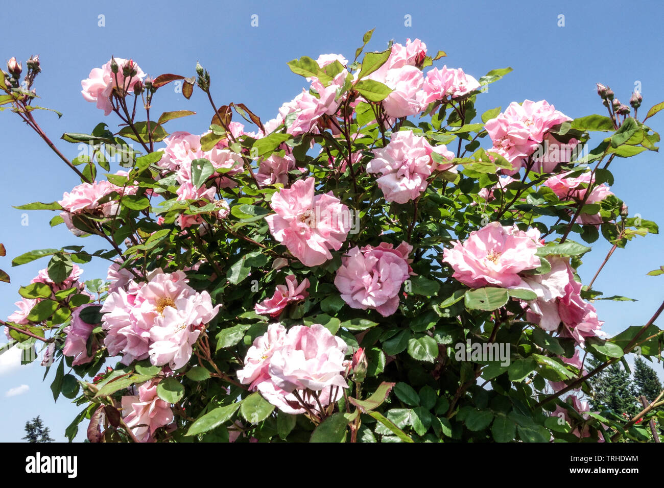 Perennial flowering plants pink climbing roses Stock Photo