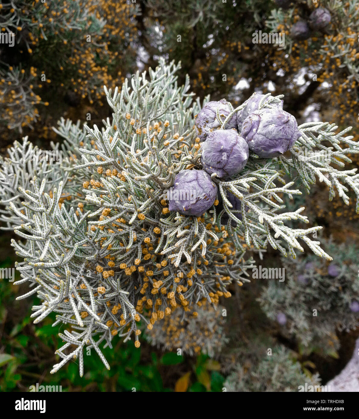Forest garden plant hi-res stock photography and images - Alamy