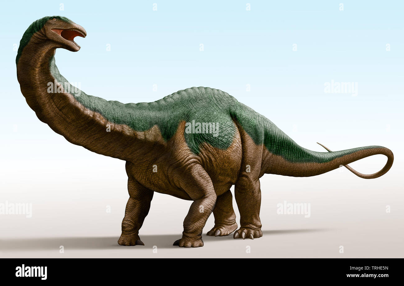 Apatosaurus louisae isolated in a white background Stock Photo