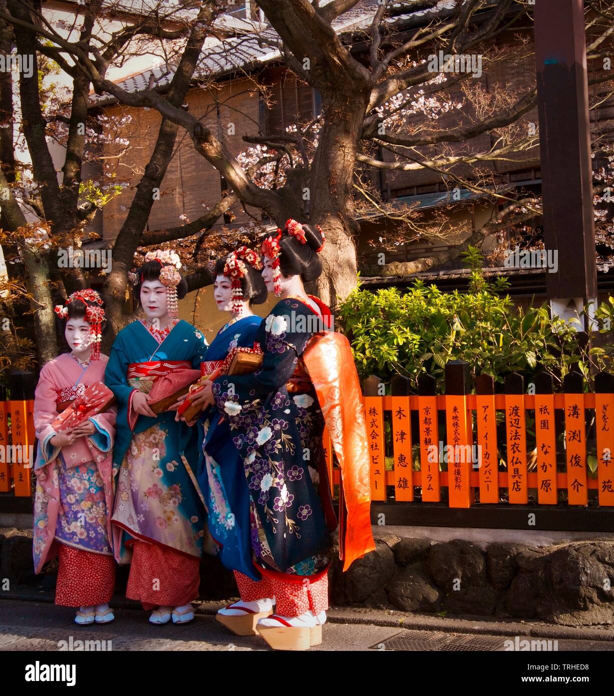 A group of Maiko or apprentice Geisha in their traditional colorful costume or kimono. Geisha entertain through traditional art of dancing and singing Stock Photo