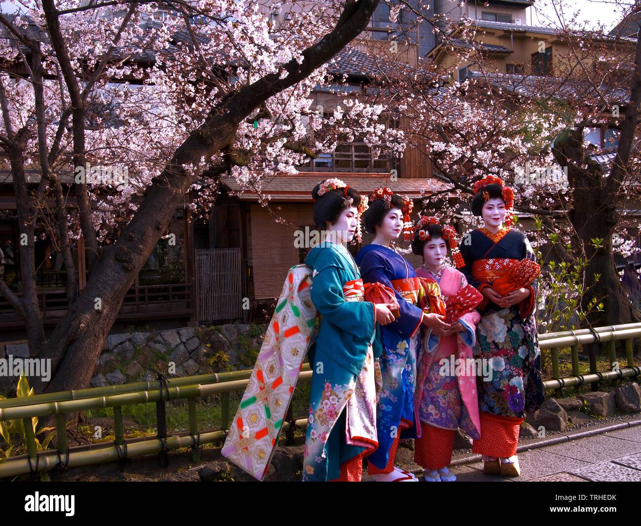 A group of Maiko or apprentice Geisha in their traditional colorful costume or kimono. Geisha entertain through traditional art of dancing and singing Stock Photo