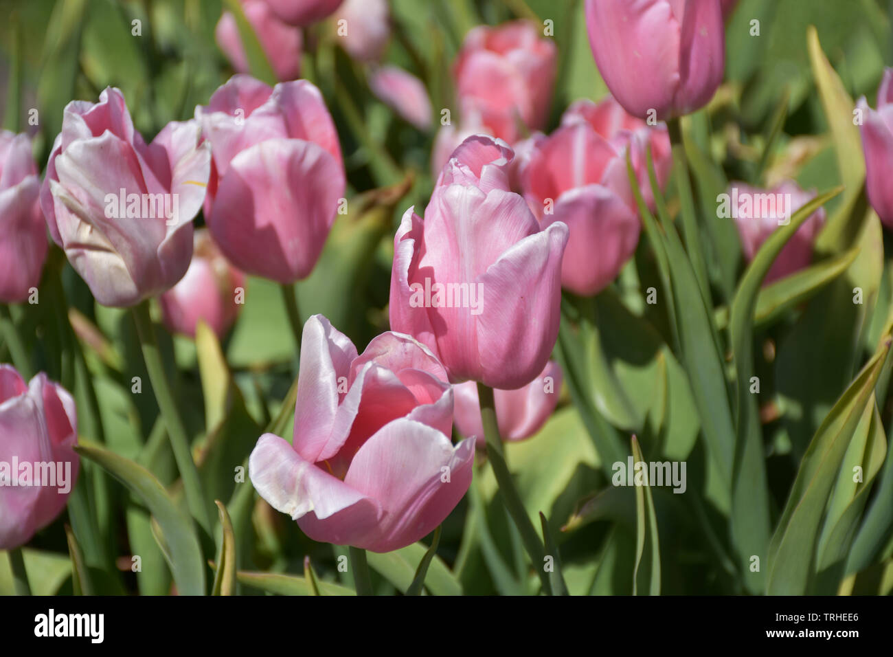 Gorgeous light pink tulip hi-res stock photography and images - Alamy