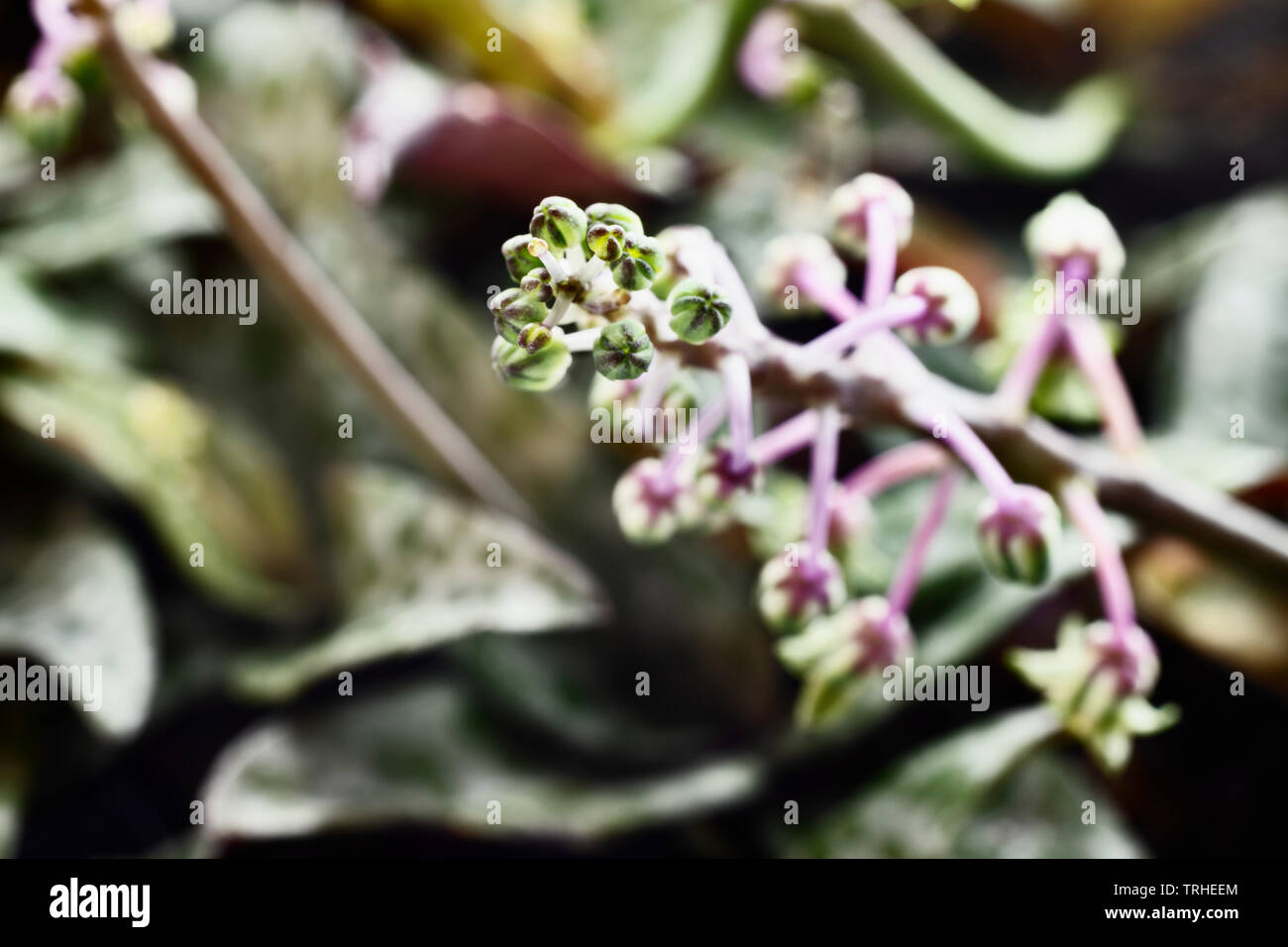 Beautiful pink flowers of ledebouria socialis , bulbous perennial plant Stock Photo