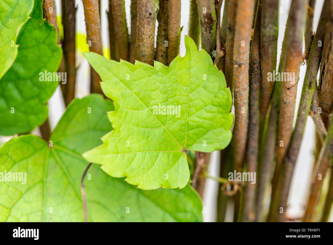 Close up of a wine leaf. Structure of a freshly grown wine leaf. Stock Photo
