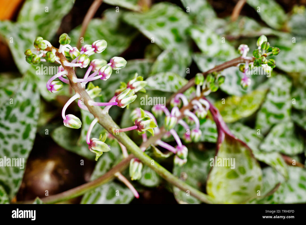 Beautiful pink flowers of ledebouria socialis , bulbous perennial plant Stock Photo