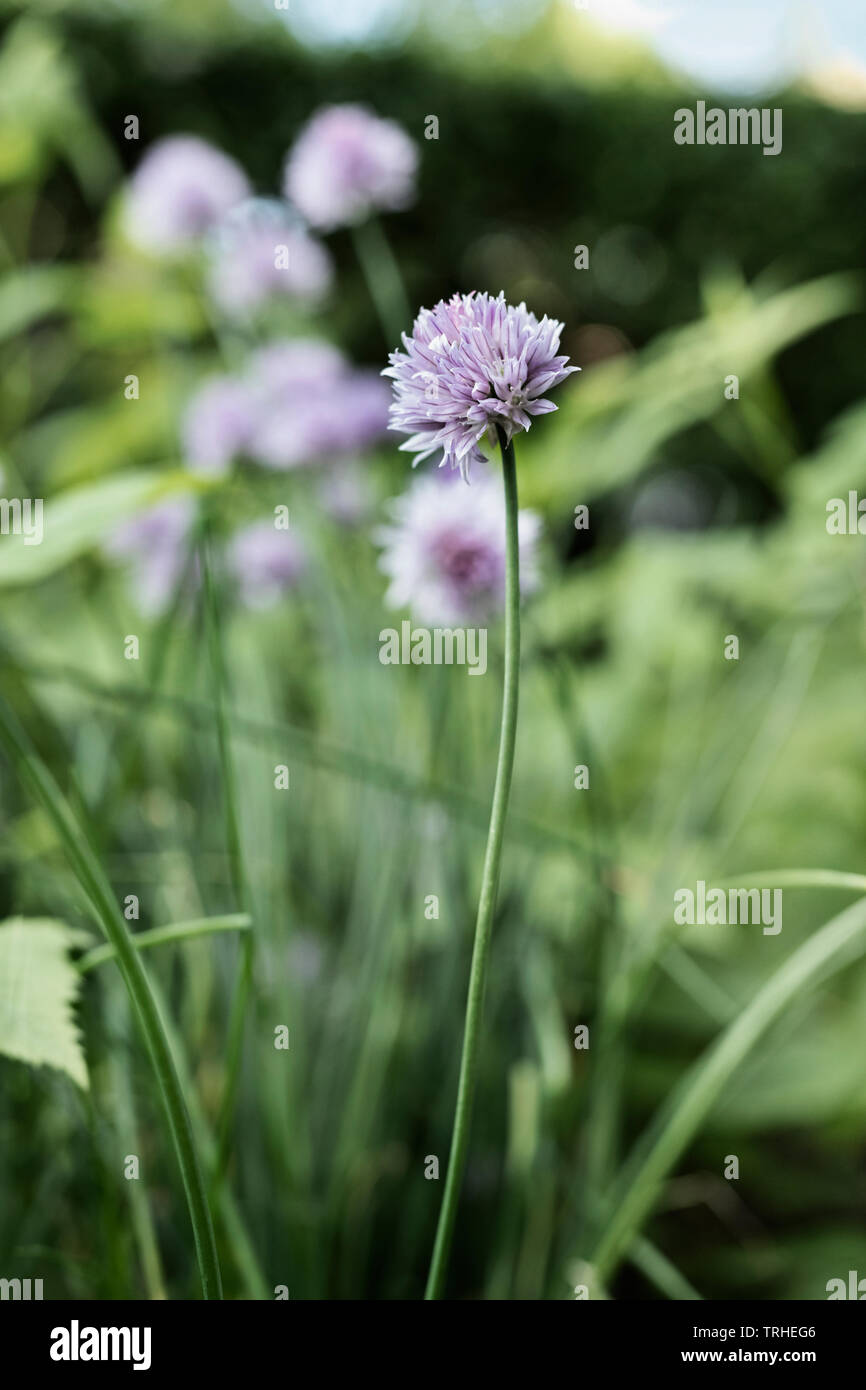 Flowering chives ( allium schoenoprasum ) in a vegetable garden ,a long