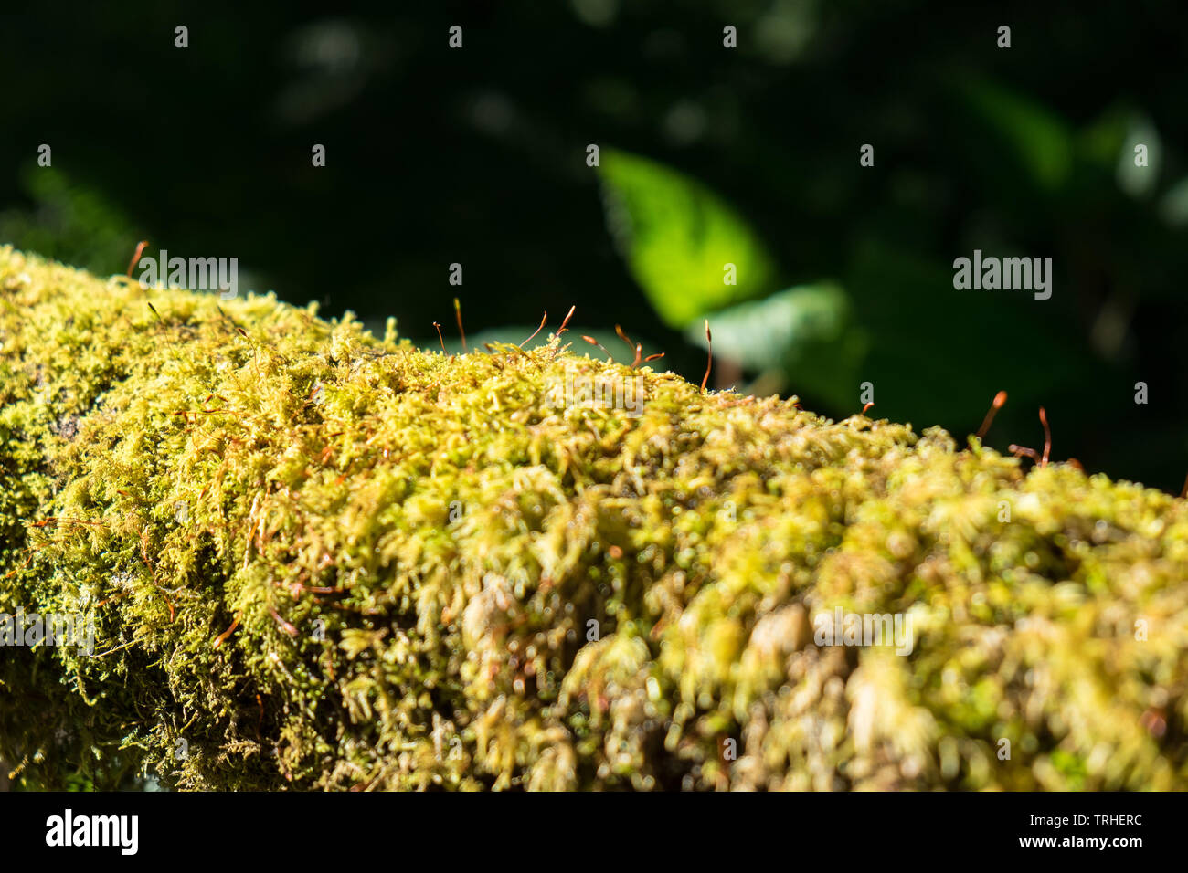 Close up of lichen and moss hi-res stock photography and images - Alamy