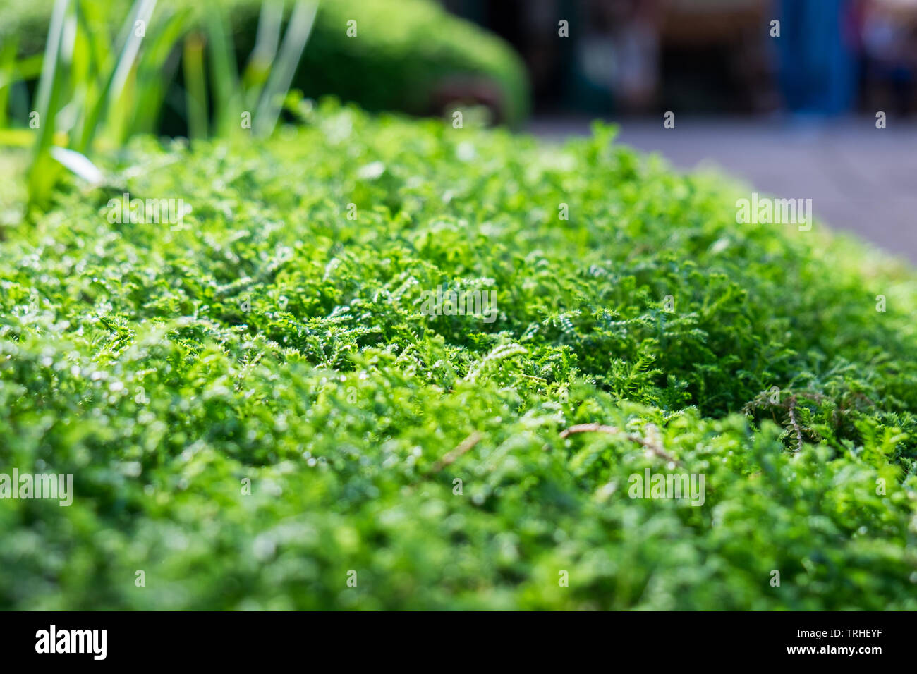 Close up lush green moss hi-res stock photography and images - Alamy
