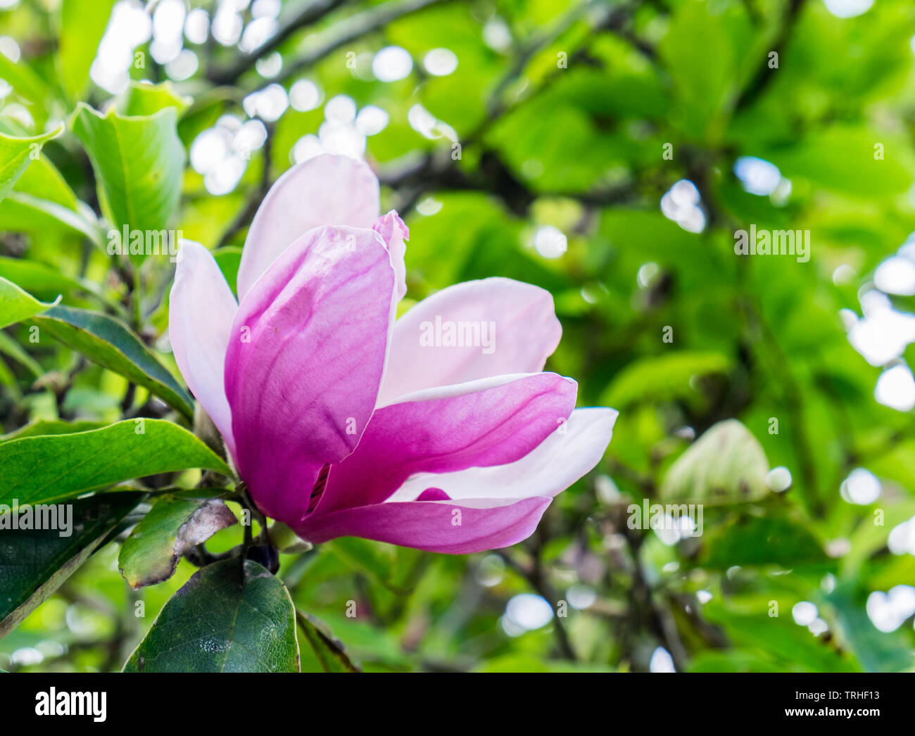 Magnolia blooming pink white flower green leaf on branch Stock Photo ...