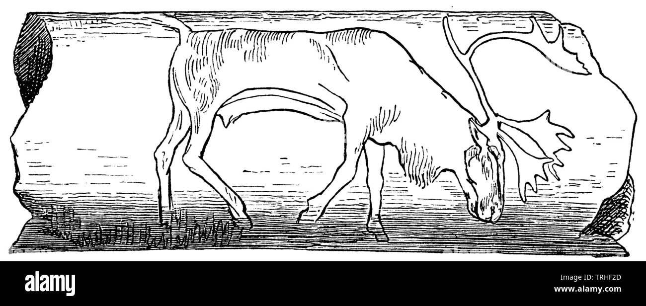 Grazing reindeer. Engraving on reindeer horn from the Keßler Loch (after Boyd Dawkins), ,  (anthropology book, 1894) Stock Photo