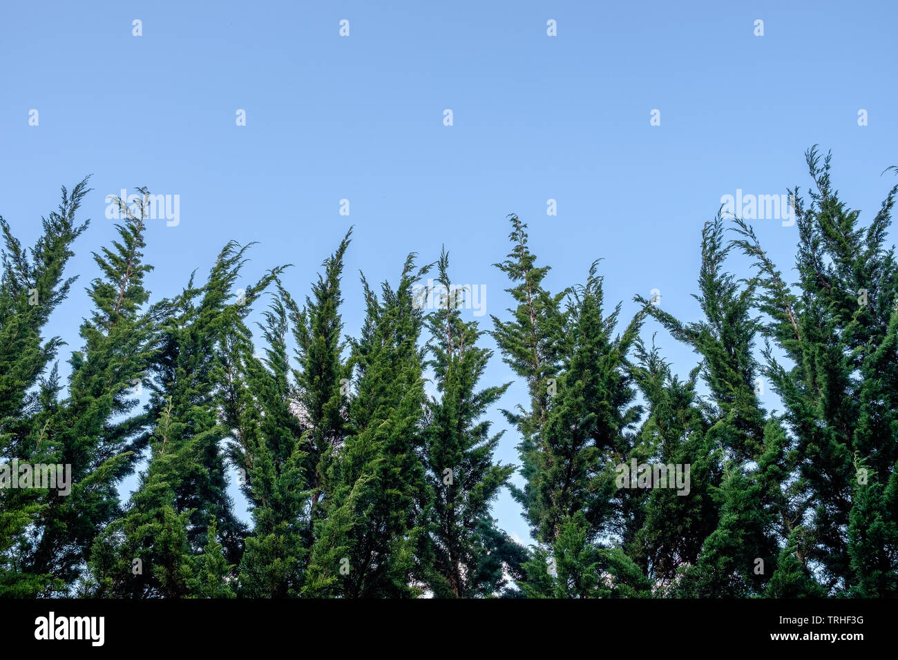 High green pine tree blue hi-res stock photography and images - Alamy