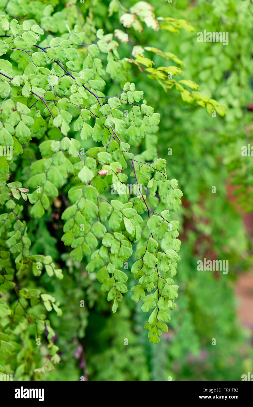 Maiden Hair Fern Adiantum Sp green leaf shiny close up Stock Photo
