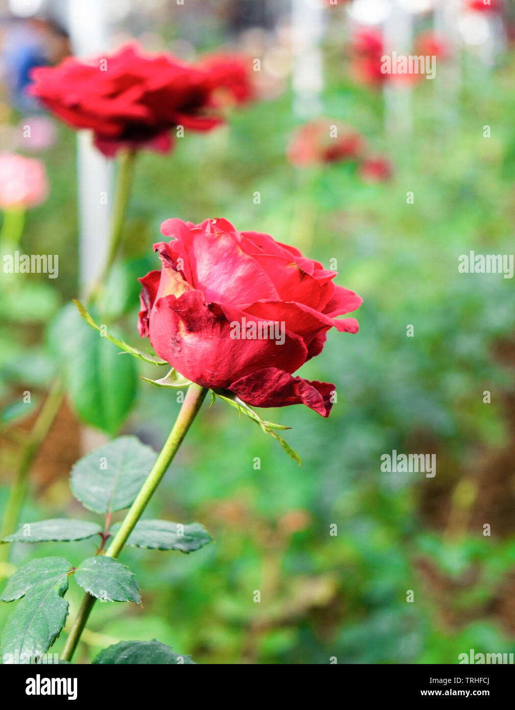 Red rose fresh in garden close up Stock Photo