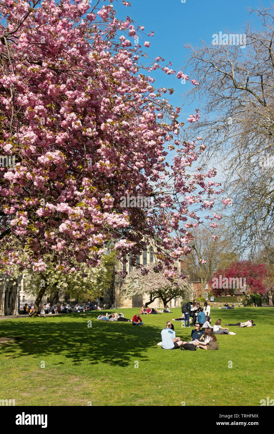 Cherry blossom tree and people sitting outside outdoors relaxing on park grass garden in spring sunshine Deans Park York North Yorkshire England UK Stock Photo