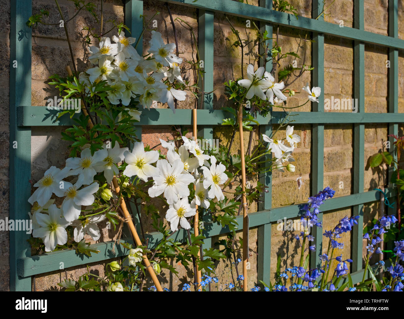 Clematis cartmanii hi-res stock photography and images - Alamy