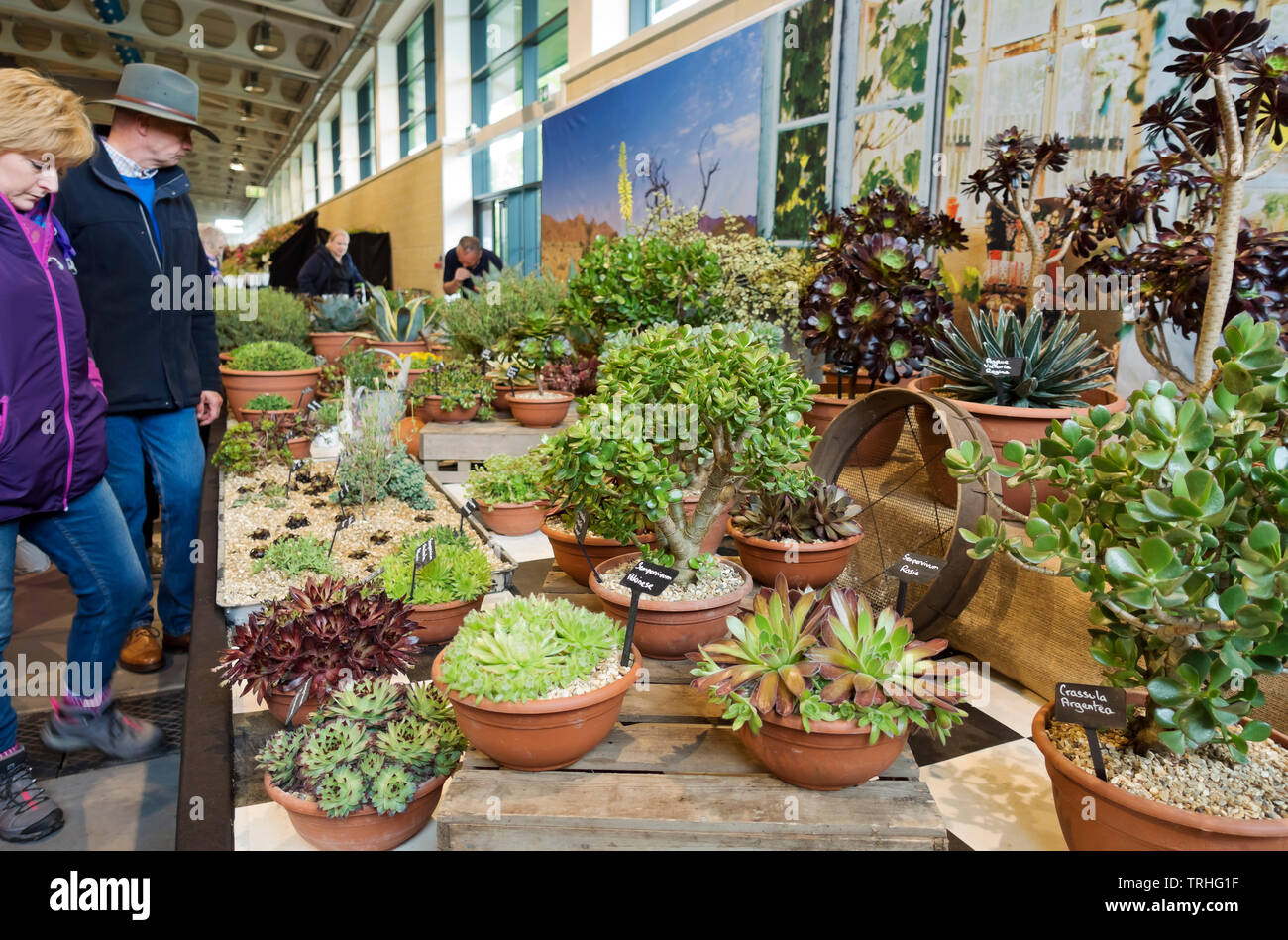 People looking at display of succulents plant plants at the Spring Flower Show Harrogate North Yorkshire England UK United Kingdom GB Great Britain Stock Photo