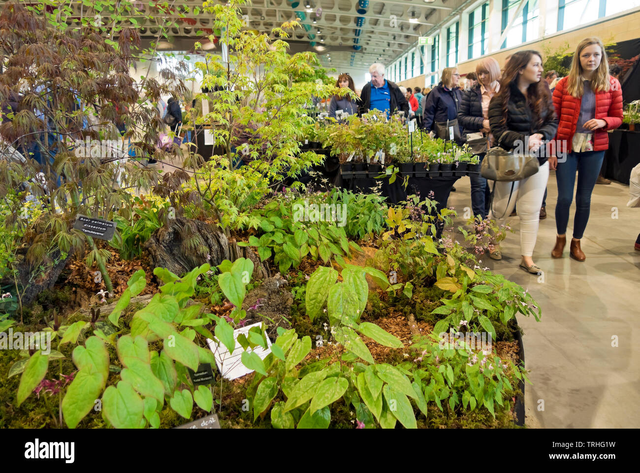 People looking at indoor garden plants display stall stands at the