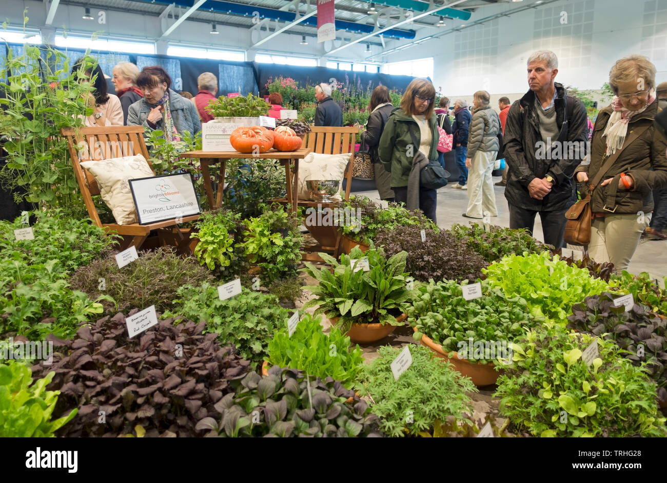 People looking at plant plants on display at the Spring Flower Show Harrogate North Yorkshire England UK United Kingdom GB Great Britain Stock Photo