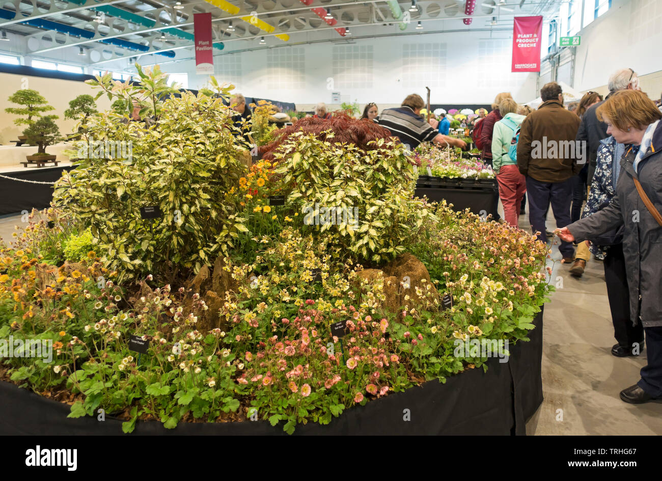 People looking at plant display at the Spring Flower Show Harrogate North Yorkshire England UK United Kingdom GB Great Britain Stock Photo