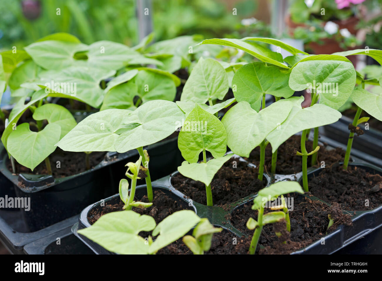 Close up of plant pots of tender young green bean beans plants growing in the greenhouse in spring England UK United Kingdom GB Great Britain Stock Photo