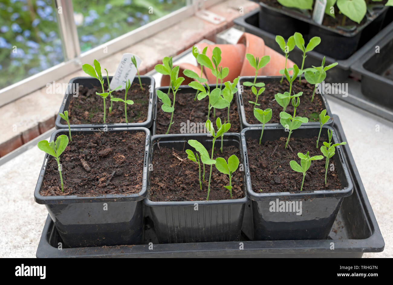 Close up of young sweet pea peas seedlings growing in plants plant pots in the greenhouse in spring England UK United Kingdom GB Great Britain Stock Photo