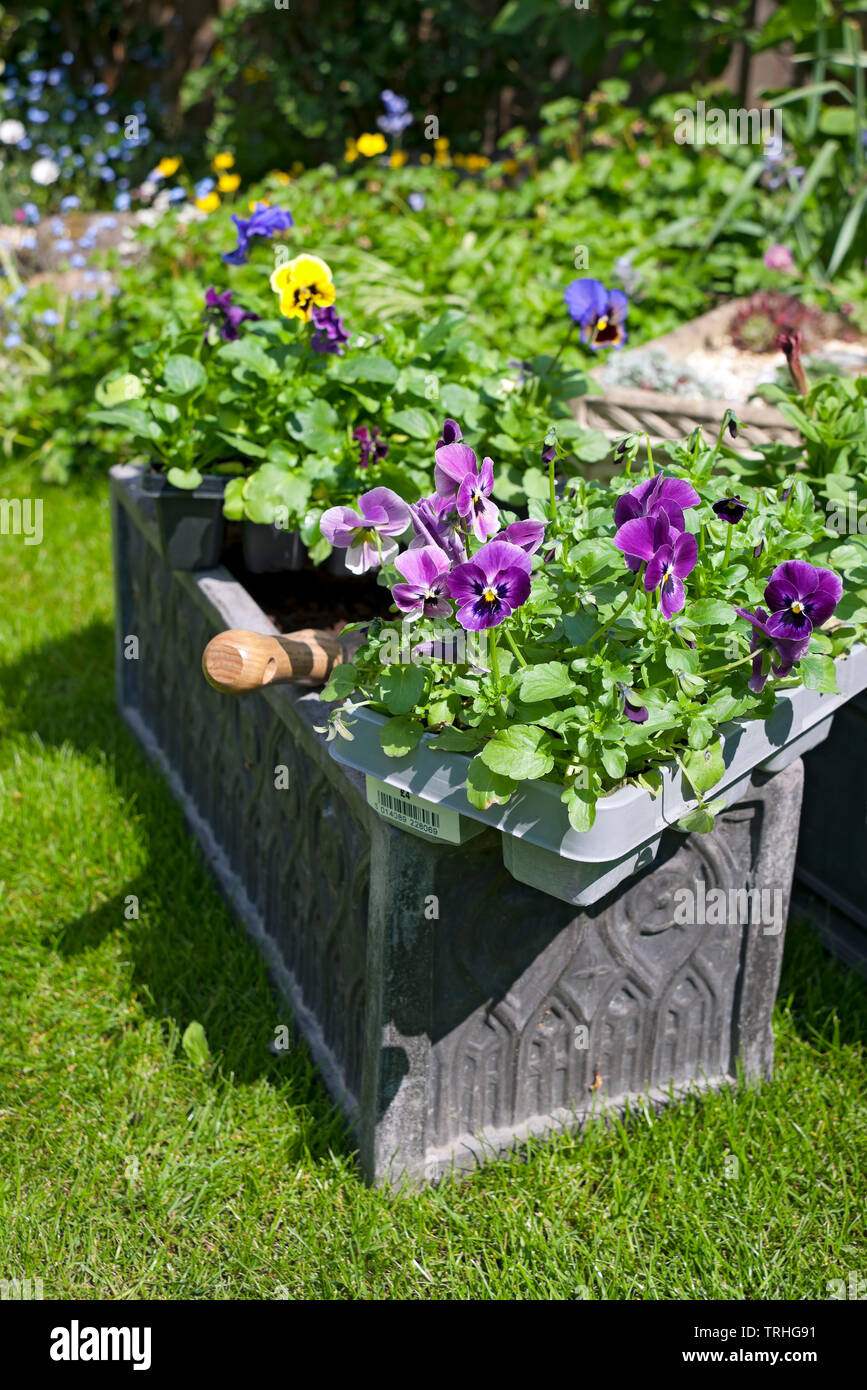 Close up of trays of pansies summer flower flowers bedding plants to be