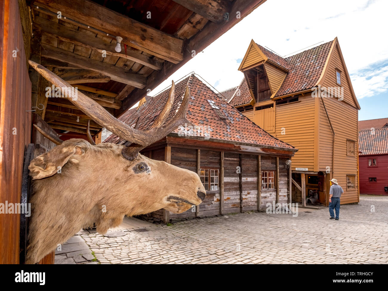 Wooden moose head at a wooden house wall with canopy at a cobblestone path on the tourist walk in Bryggen, Bergen, Hordaland, Norway, Scandinavia, Eur Stock Photo